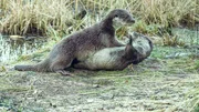 K&ouml;rperlicher Kontakt ist f&uuml;r Fischotter sehr wichtig und st&auml;rkt die soziale Bindung.