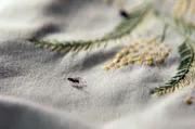 W&auml;hrend Paulas &ouml;kologischem Experiment landen Insekten auf der bestickten Tischdecke ihrer Gro&szlig;mutter.
