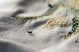 W&auml;hrend Paulas &ouml;kologischem Experiment landen Insekten auf der bestickten Tischdecke ihrer Gro&szlig;mutter.