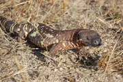 A Mexican bearded lizard.