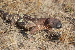 A Mexican bearded lizard.