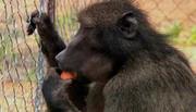 ARD/SWR DAS WAISENHAUS F&Uuml;R WILDE TIERE FOLGE 93, "Abenteuer Afrika", am Freitag um 16:10 Uhr im ERSTEN. Ausbrecherk&ouml;nig Jacobi bekommt heute ein neues Gehege.