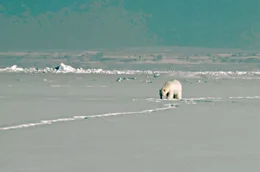 Eine st&auml;ndige Gefahr &ndash; von einem Eisb&auml;ren darf man sich in Gr&ouml;nland nicht &uuml;berraschen lassen.