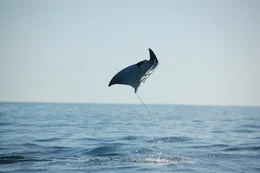 A Mobula Ray leaping out of the ocean.