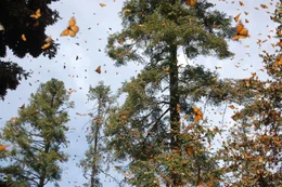 Monarch butterflies in flight in Mexico.