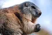 Murmeltiere sind Neub&uuml;rger in den Pyren&auml;en.