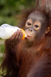 Die kleine Orang-Utan-Dame Addy ist ein Waisenkind. Im "Sepilok Orangutan Rehabilitation Centre" im malaysischen Bundesstaat Sabah w&auml;chst sie nun auf.