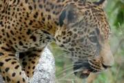 A jaguar walking through the jungle in Mexico.