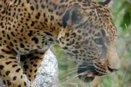 A jaguar walking through the jungle in Mexico.
