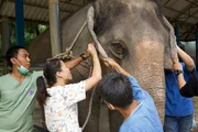 Eingebettet in einen thail&auml;ndischen Wald widmet sich dieses riesige Krankenhaus der Pflege und Rettung von Tausenden von Elefanten pro Jahr.