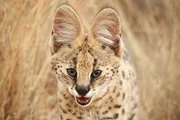Serval