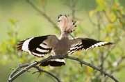 Mit dem prächtigen Kopfschmuck, dem orangebräunlichen Gefieder wirkt der Wiedehopf wie ein exotischer Vogel. Er stellt hohe Ansprüche an seinen Lebensraum. Mit dem prächtigen Kopfschmuck, dem orangebräunlichen Gefieder wirkt der Wiedehopf wie ein exotischer Vogel. Er stellt hohe Ansprüche an seinen Lebensraum.