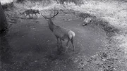 F&uuml;r diesen Hirsch wird es eng.