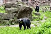 ARD/rbb PANDA, GORILLA & CO. (14), "Sauber machen", am Donnerstag (24.04.14) um 11:30 Uhr im ERSTEN. Bei den Brillenbären im Tierpark hat die wunderbare Nähe zu den Tieren so ihren Preis: Dreimal am Tag müssen die riesigen Glasscheiben von außen und innen geputzt werden! Das bedeutet für die Pfleger besonders nach besucherstarken Wochenenden mindestens eine Stunde Fensterputzen am Tag. ARD/rbb PANDA, GORILLA & CO. (14), "Sauber machen", am Donnerstag (24.04.14) um 11:30 Uhr im ERSTEN. Bei den Brillenbären im Tierpark hat die wunderbare Nähe zu den Tieren so ihren Preis: Dreimal am Tag müssen die riesigen Glasscheiben von außen und innen geputzt werden! Das bedeutet für die Pfleger besonders nach besucherstarken Wochenenden mindestens eine Stunde Fensterputzen am Tag.