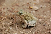 A spadefoot toad.