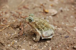 A spadefoot toad.