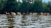Ein seltenes Bild: Kühe suchen Abkühlung im See in Groß Schauen. Ein seltenes Bild: Kühe suchen Abkühlung im See in Groß Schauen.