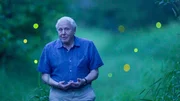 Sir David Attenborough beobachtet Leuchtk&auml;fer der Art Photinus carolinus. Die kleinen Insekten zeigen ihre Biolumineszenz in den abgelegenen W&auml;ldern des Tennessee Allegheny National Forest.