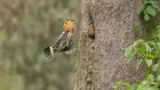 Der Wiedehopf bevorzugt eher lichte W&auml;lder und offene Fl&auml;chen.