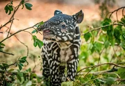 Tapir-Jungtier Rony. Tapir-Jungtier Rony.