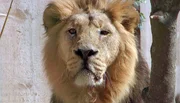 L&ouml;we Kashi, aus dem Kronberger Opel-Zoo, ist einsam.