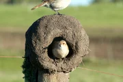 Ein T&ouml;pfervogel-Paar beim Nestbau.