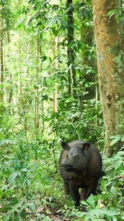 Das Sumatra-Nashorn bewohnt dichte tropische Regenw&auml;lder und gem&auml;&szlig;igt warme Bergw&auml;lder. Way Kambas Nationalpark, Sumatra, Indonesien.