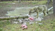 Eine so gro&szlig;e Beute wird von dem Wolf in kleinere Portionen aufgeteilt.