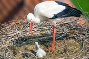 Wie viele Tierarten pendeln auch Wei&szlig;st&ouml;rche zwischen ihren Kinderstuben in unserer N&auml;he und den Lebensr&auml;umen au&szlig;erhalb menschlicher Siedlungen.
