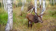 Der Platzhirsch muss sich den K&uuml;hen behaupten.