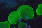 Die Zwergkn&auml;ulinge - wissenschaftlich Panellus fungus - sind leicht auszumachen: ihre Lamellen senden nachts ein intensives Licht aus. Lange Zeit war der Zweck des Leuchtens r&auml;tselhaft, doch mittlerweile vermuten Forscher, dass das Licht Insekten anlocken soll, um die Sporen der Pilze verteilen.