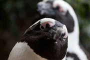 Brillenpinguine sind eher treue Gesellen. Wenn sie erst einmal einen Partner gefunden haben, kehren sie mit ihm jedes Jahr an denselben Strand in S&uuml;dafrika zur&uuml;ck.