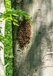 Bienenvolk bezieht Baumhoehle. Bienenvolk bezieht Baumhoehle.