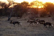 Von der Halbw&uuml;ste Karoo &uuml;ber Namaqualand bis in die Kalahari: in der letzten Folge des Dreiteilers &bdquo;S&uuml;dafrika&ldquo; dreht sich alles ums &Uuml;berleben in der Trockenheit. Serval, Schuppentier und Wildhunde streifen durch diese Gebiete und k&auml;mpfen um Nahrung und Reviere. F&uuml;r alles und jeden ein Leben auf Sparflamme, solange bis in der W&uuml;ste erste Regentropfen fallen. Dann &uuml;berzieht f&uuml;r kurze Zeit ein bunter Bl&uuml;tenteppich das staubige, trockene Land.