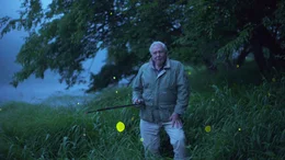 Auf der Suche nach einem Partner f&uuml;r die Paarung steuern Gl&uuml;hw&uuml;rmchen jede Lichtquelle an. Sir David Attenborough benutzt eine Angel mit Lichtk&ouml;der und t&auml;uscht so das Locksignal eines Weibchens vor, um M&auml;nnchen herbeizurufen.