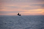 A Mobula Ray leaping out of the ocean during sunet.