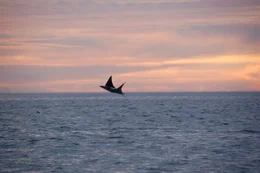 A Mobula Ray leaping out of the ocean during sunet.