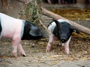 Die schw&auml;bsich-h&auml;llischen Schweine d&uuml;rfen das erste Mal ins Freie.