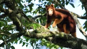 Matschie-Baumk&auml;ngurus werden als 1 Gramm schwere Winzlinge geboren, und bleiben im Beutel ihrer Mutter bevor sie diesen nach etwa 41 Wochen endg&uuml;ltig verlassen. Lae, Papua Neuguinea