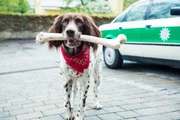 Hund Amarillo mit seinem ungewöhnlichen Fund. Hund Amarillo mit seinem ungewöhnlichen Fund.