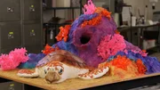 Beauty of the cake.