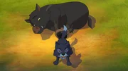 Pekari Grauer Kragen wurde gefangen, ein Wolfsjunges besch&uuml;tzt ihn.