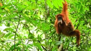 Sumatra-Orang-Utan mit Jungtier - die Reproduktionsrate dieser Menschenaffen ist niedrig, nur alle vier bis acht Jahre bringt ein Weibchen ein Junges zur Welt. Ketambe, Sumatra, Indonesien.