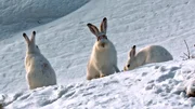 Schneehasen sind gewitzte Ern&auml;hrungsstrategen, erprobte Hungerk&uuml;nstler und faszinieren durch ihre H&ouml;chstleistungen. Weitere Fotos erhalten Sie auf Anfrage.