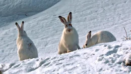 Schneehasen sind gewitzte Ern&auml;hrungsstrategen, erprobte Hungerk&uuml;nstler und faszinieren durch ihre H&ouml;chstleistungen. Weitere Fotos erhalten Sie auf Anfrage.
