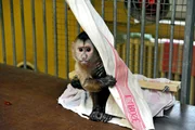 ARD/rbb PANDA, GORILLA & CO. (15), "Abfischen", am Freitag (25.04.14) um 11:30 Uhr im ERSTEN. Engen menschlichen Kontakt ist von Anfang an auch das Kapuzineräffchen Sina gewöhnt gewesen. Bereits kurz nach ihrer Geburt im Zoo Berlin wurde sie von den Tierpflegern im Halbaffenhaus mit der Flasche groß gezogen. Mittlerweile ist Sina acht Monate alt. Schritt für Schritt soll das Affenmädchen wieder in die bestehende Kapuziner-Gruppe integriert werden. ARD/rbb PANDA, GORILLA & CO. (15), "Abfischen", am Freitag (25.04.14) um 11:30 Uhr im ERSTEN. Engen menschlichen Kontakt ist von Anfang an auch das Kapuzineräffchen Sina gewöhnt gewesen. Bereits kurz nach ihrer Geburt im Zoo Berlin wurde sie von den Tierpflegern im Halbaffenhaus mit der Flasche groß gezogen. Mittlerweile ist Sina acht Monate alt. Schritt für Schritt soll das Affenmädchen wieder in die bestehende Kapuziner-Gruppe integriert werden.