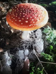 Die Sporen des Fliegenpilzes bedecken den Boden wie weißer Staub. Die Sporen des Fliegenpilzes bedecken den Boden wie weißer Staub.