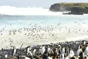 Der Sommer ist da, und die K&ouml;nigspinguine machen sich auf ins Meer zu ihren Fischgr&uuml;nden.