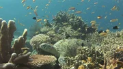 Die Derawan-Inseln besitzen einige der prachtvollsten Korallenriffe der Welt. Einige Inseln z&auml;hlen zu den wichtigsten Nistpl&auml;tzen und Nahrungsgr&uuml;nden f&uuml;r die Gr&uuml;ne Meeresschildkr&ouml;te. Doch lediglich die Insel Sangalaki besitzt den vollen Schutzstatus. Seit 6 Jahren zeigt die deutsche Schildkr&ouml;ten-Stiftung/ "Turtle Foundation" mit ihren Rangern hier permanent Flagge und bewacht Korallenriffe und Str&auml;nde.