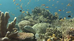 Die Derawan-Inseln besitzen einige der prachtvollsten Korallenriffe der Welt. Einige Inseln z&auml;hlen zu den wichtigsten Nistpl&auml;tzen und Nahrungsgr&uuml;nden f&uuml;r die Gr&uuml;ne Meeresschildkr&ouml;te. Doch lediglich die Insel Sangalaki besitzt den vollen Schutzstatus. Seit 6 Jahren zeigt die deutsche Schildkr&ouml;ten-Stiftung/ "Turtle Foundation" mit ihren Rangern hier permanent Flagge und bewacht Korallenriffe und Str&auml;nde.